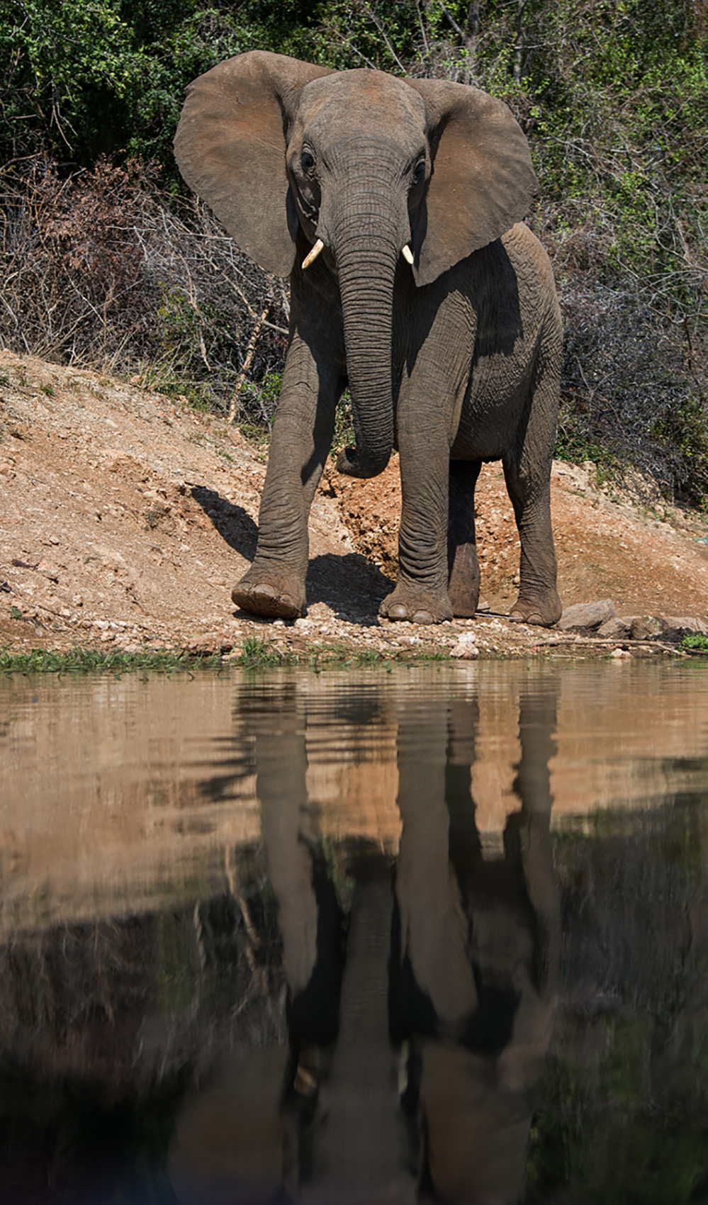 Madikwe Game Reserve Elephant at Water Hole 1